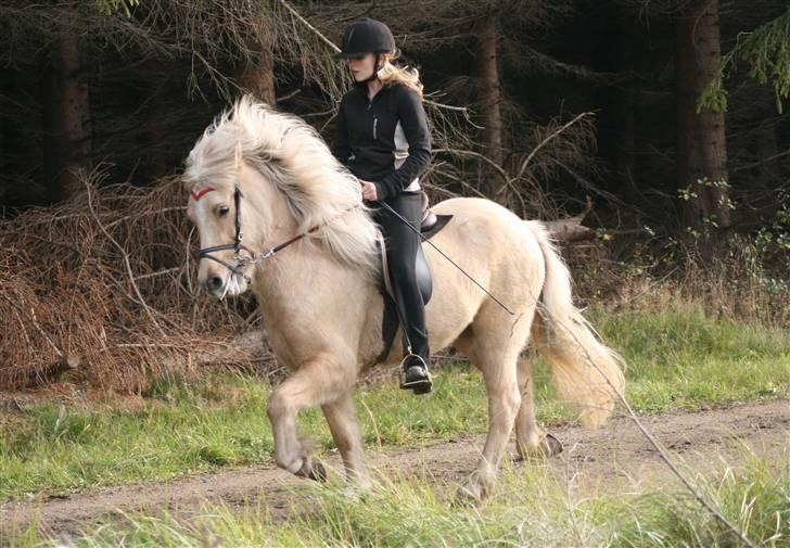 Islænder Dögg Fra Toftemosen - Dögg og jeg i Tölt det år vi fik hende!  Foto: Thea jørgensen  billede 3