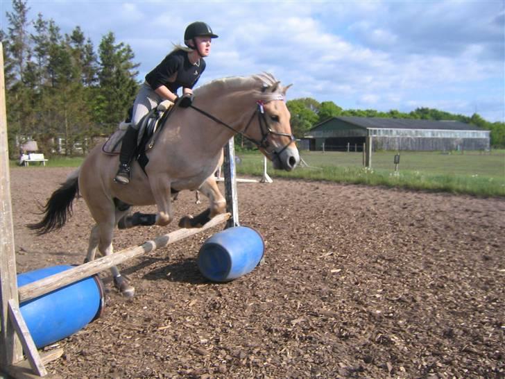 Fjordhest Solhøjgårds Frej  - spring. da han kun lige er fyldt 4 springer vi iik ret højt, og her kom han i galop, så afstanden passede iik (: <3 billede 6