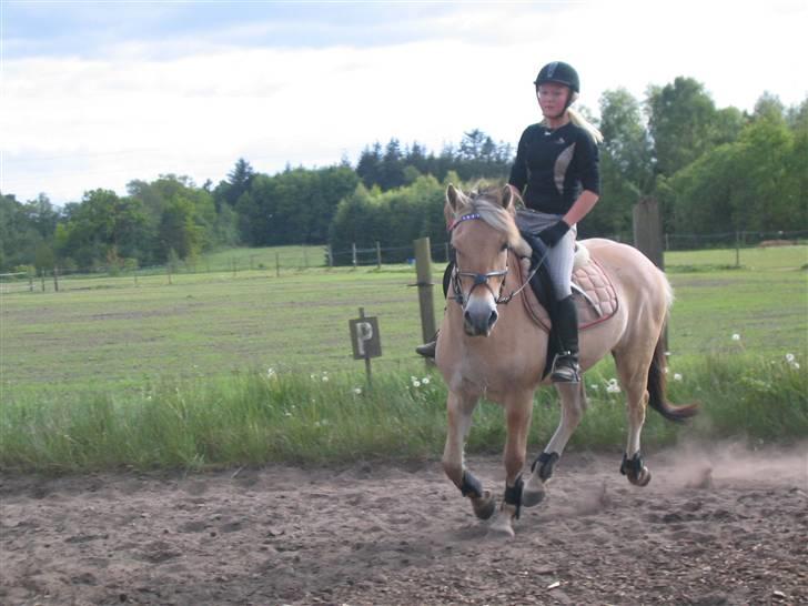 Fjordhest Solhøjgårds Frej  - galop- NURH i; (L´ billede 8