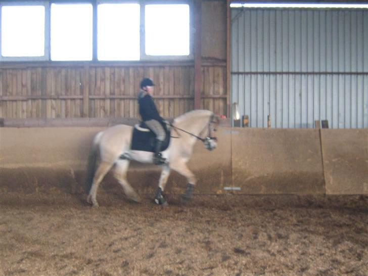 Fjordhest Solhøjgårds Frej  - dressur. Trav (: <3 billede 9