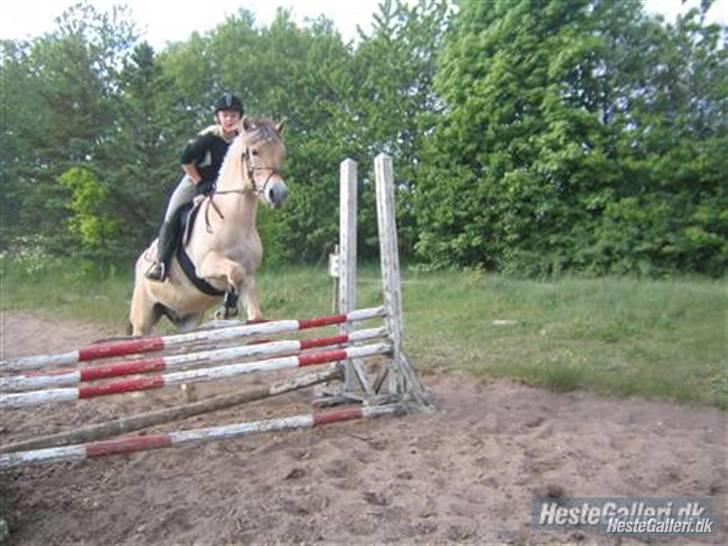 Fjordhest Solhøjgårds Frej  - spriing (: - til undervisning <3 billede 12