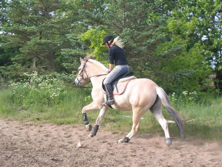 Fjordhest Solhøjgårds Frej  - ii galop mellem to spring- undervisning :D  (L) billede 13