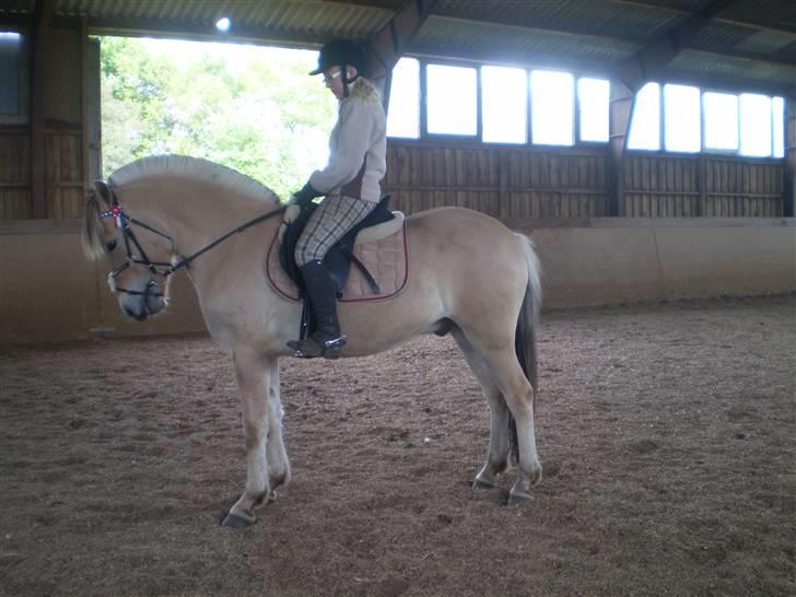 Fjordhest Solhøjgårds Frej  - parade. en hygge dag .. ELSKER HAM. billede 14