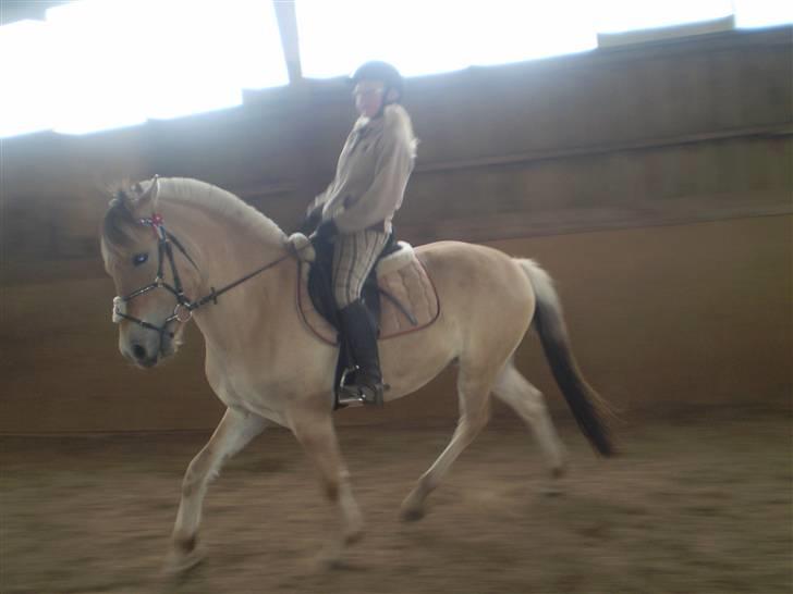 Fjordhest Solhøjgårds Frej  - i trav. dejlig dreng ! billede 15