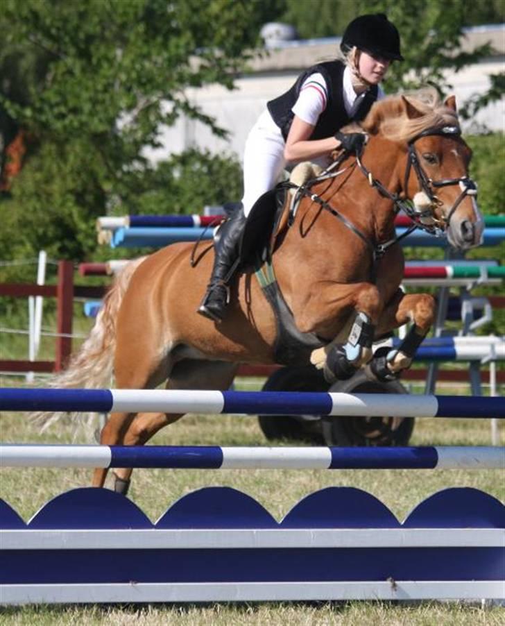 Haflinger Fusentast - LA, Ponyuge 2008. Fotocredit: Gitte Dahl. billede 2