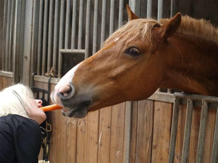 Haflinger Fusentast - even heaven would be hell without you. billede 3