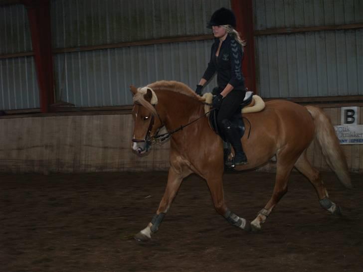 Haflinger Fusentast - the kind of flawless i wish i could be. billede 4