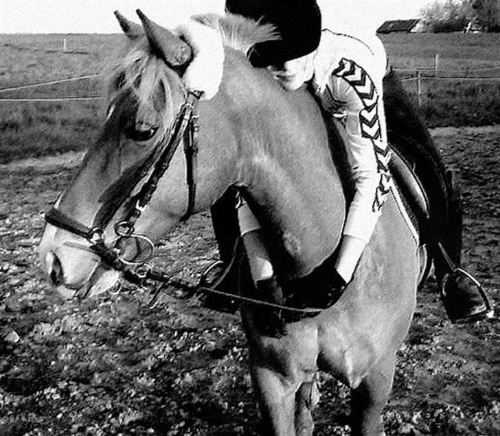 Haflinger Fusentast - jeg elsker dig. billede 5