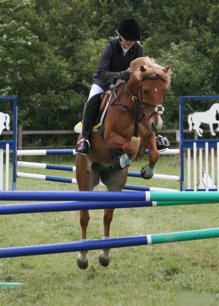 Haflinger Fusentast - Ponyuge 2007. Fotocredit: Cabana Foto. billede 6