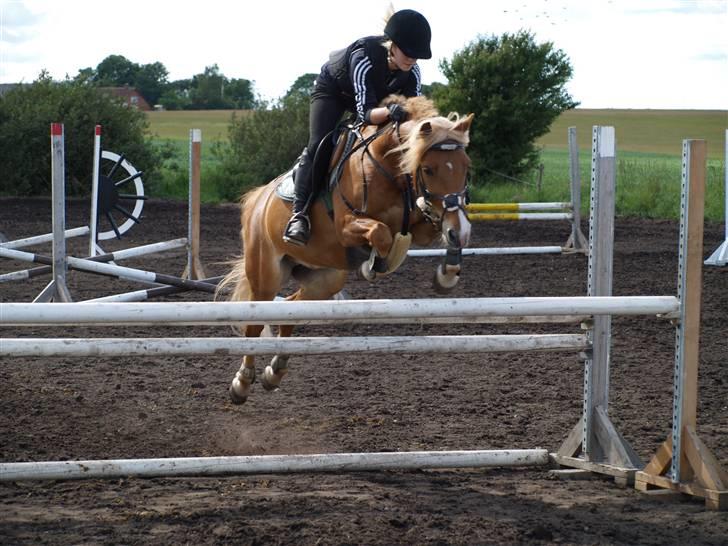 Haflinger Fusentast - You turn "I wish" into "I can". billede 10