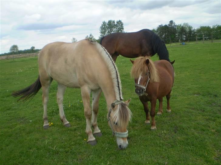 Fjordhest Solhøjgårds Frej  - på fold med alle de andre d;<3 billede 17