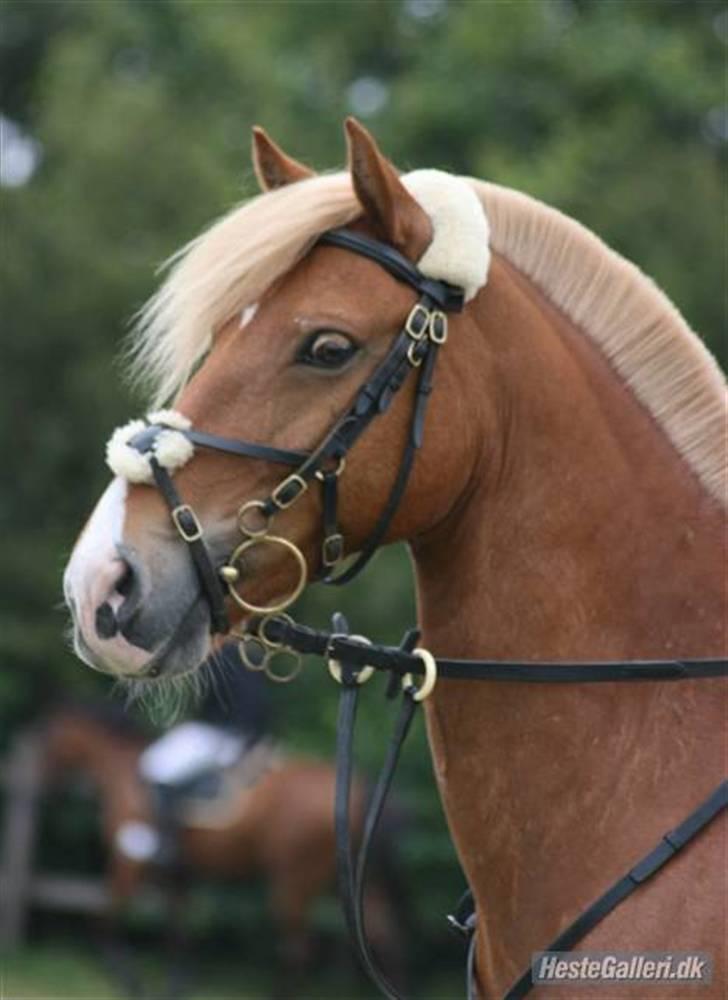 Haflinger Fusentast - Ponyuge 2007. Fotocredit: Cabana Foto. billede 12