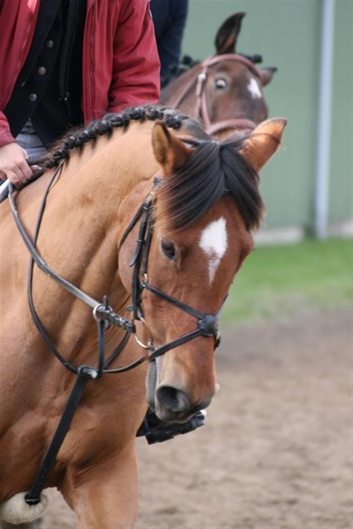 DSP Grønvangs Delight - han har alt den pony, selvtidlid, charme & lækkert hår xD Foto: Bianca Anthony Sørensen, Spunkphoto.dk billede 17