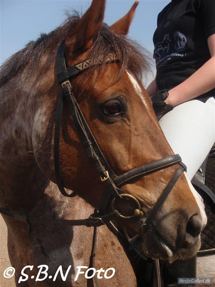 Welsh Cob (sec D) Goya **solgt** billede 13