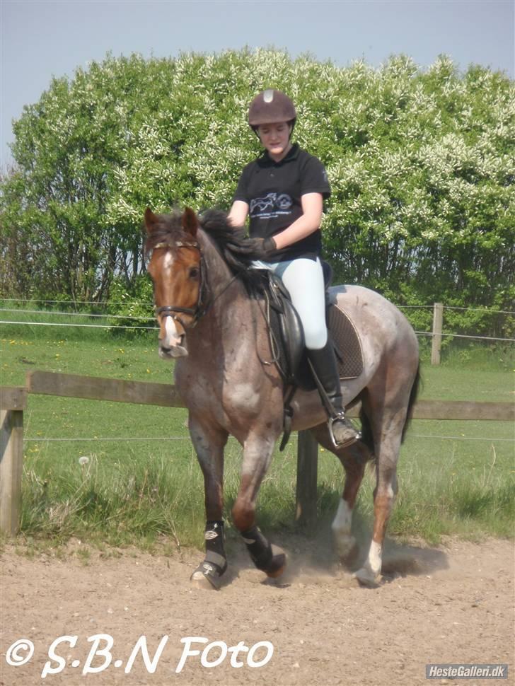 Welsh Cob (sec D) Goya **solgt** billede 14