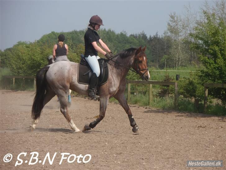 Welsh Cob (sec D) Goya **solgt** billede 15