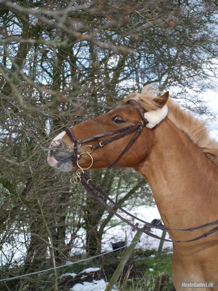 Haflinger Fusentast - I hope that someday they can understand that it's not "just a horse" but the thing that gives me humanity and keeps me from being "just a girl". billede 13