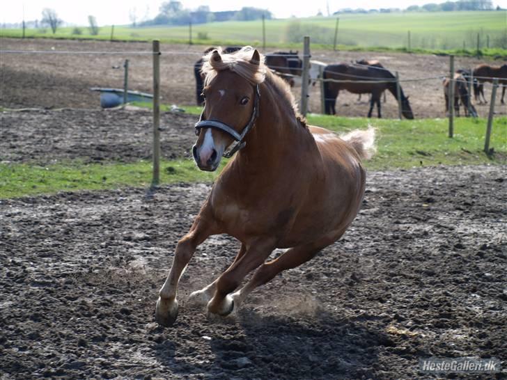 Haflinger Fusentast - "A horse is the projection of peoples dreams about themselves - strong, powerful, beautiful - and it has the capability of giving us escape from our mundane existence". billede 14