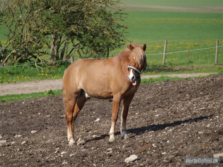 Haflinger Fusentast - Because of you, I dare to dream. billede 15