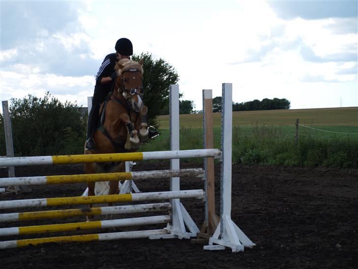 Haflinger Fusentast - Fuus gør sit, for at komme over en tripplebarre. Husker, at det ikke havde været den bedste springtime, men at vi alligevel forsøgte - og kom over. billede 16