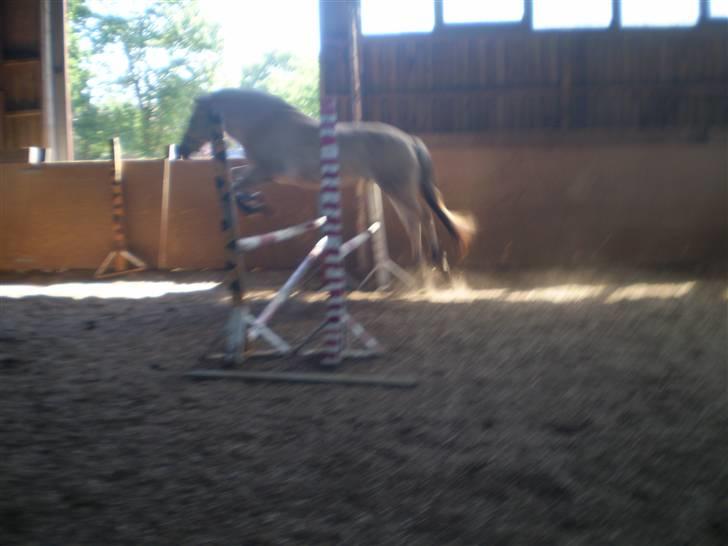 Fjordhest Solhøjgårds Frej  - løsspring. ca 80-90 d; <3 billede 20