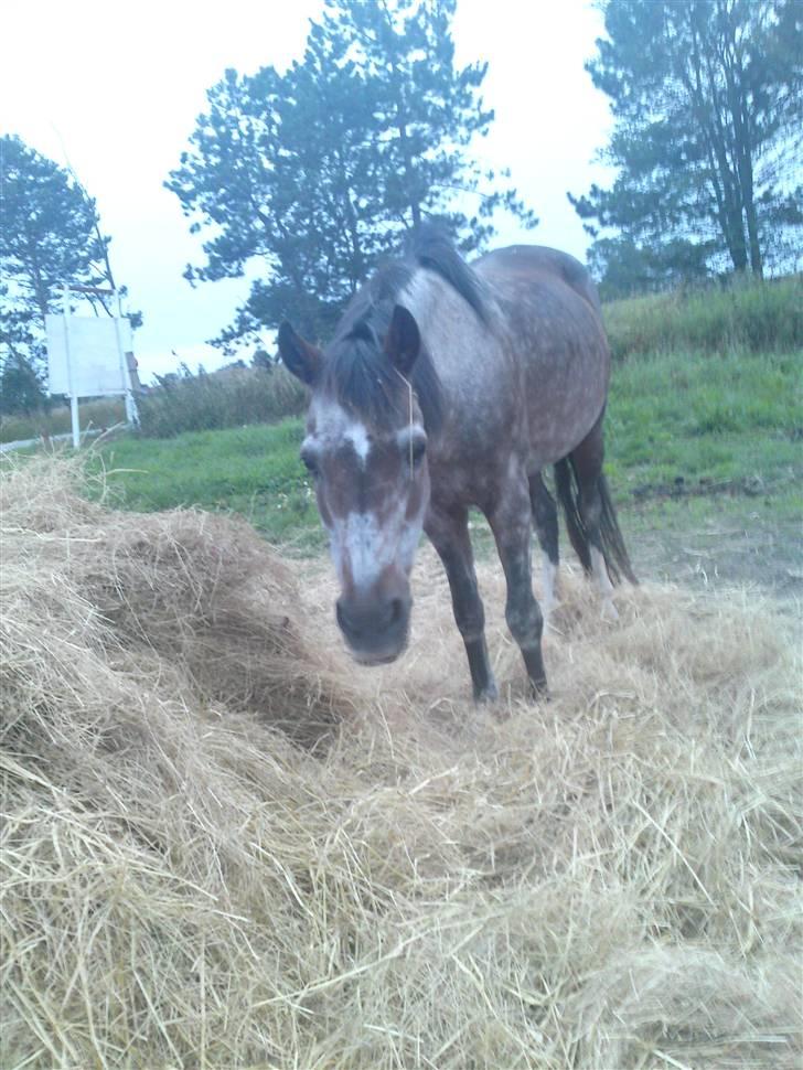 Welsh Pony af Cob-type (sec C)  Dixie R.I.P † <3 billede 1