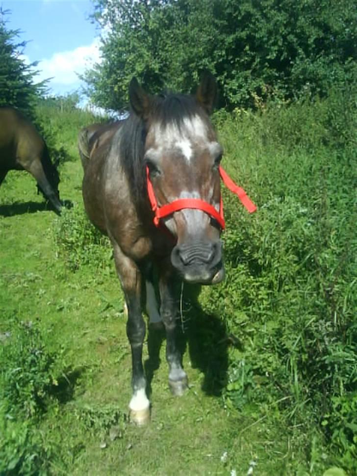 Welsh Pony af Cob-type (sec C)  Dixie R.I.P † <3 billede 2