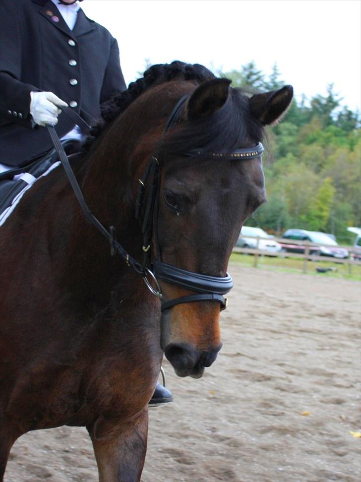 Anden særlig race Bakkelys Felur *Solgt* - Taget af Michelle Greve Nielsen<3 TAK  billede 2