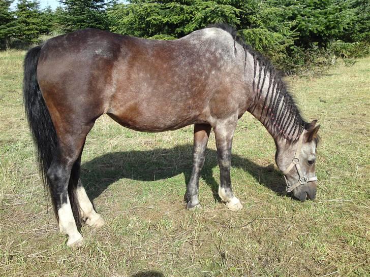 Welsh Pony af Cob-type (sec C)  Dixie R.I.P † <3 billede 3