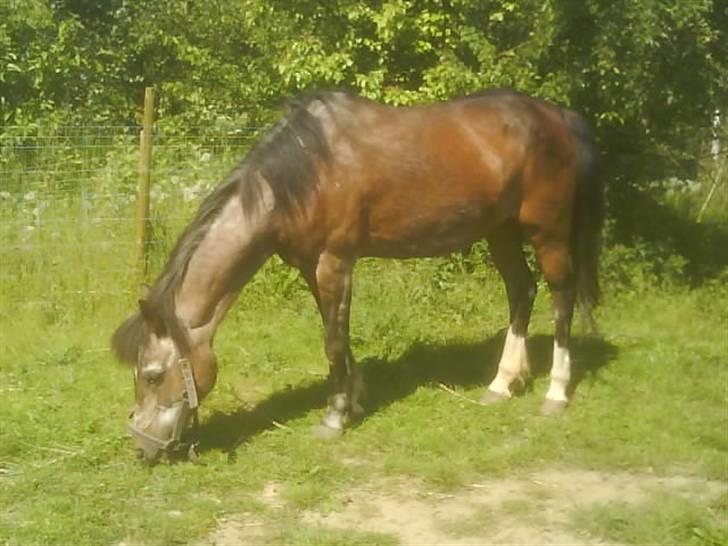Welsh Pony af Cob-type (sec C)  Dixie R.I.P † <3 billede 4