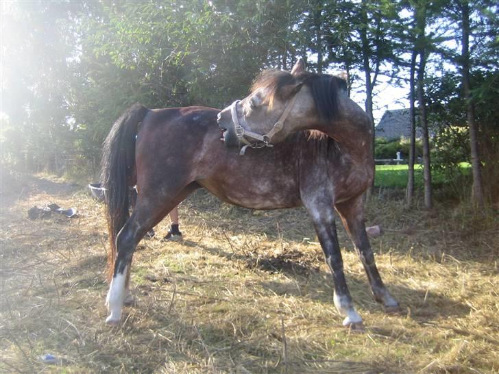 Welsh Pony af Cob-type (sec C)  Dixie R.I.P † <3 billede 5