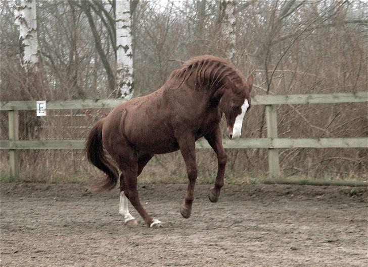 Fuldblod (XX) Angelique - R.I.P. Angel - Billedet er taget lige inden hun laver et kæmpe buk-spring ;o) billede 10