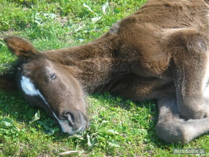 Anglo Araber (AA) Quenzy *R.I.P* - Tager en slapper i forårssolen. 3 dage gammel, april 2007 billede 8