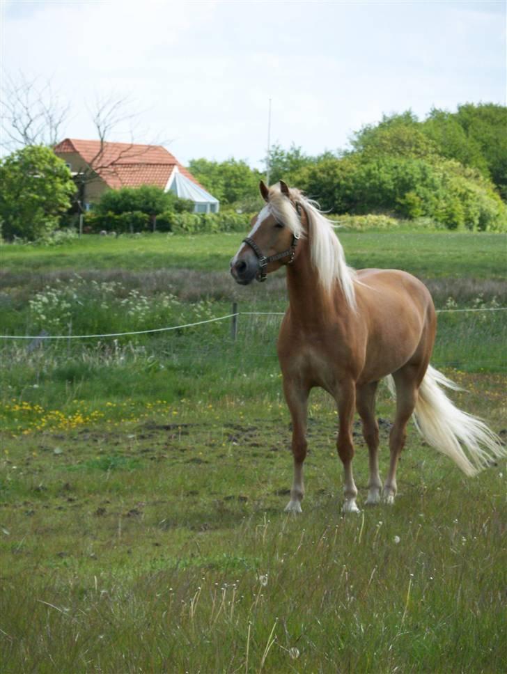 Haflinger KBK 4 Hemera solgt billede 1