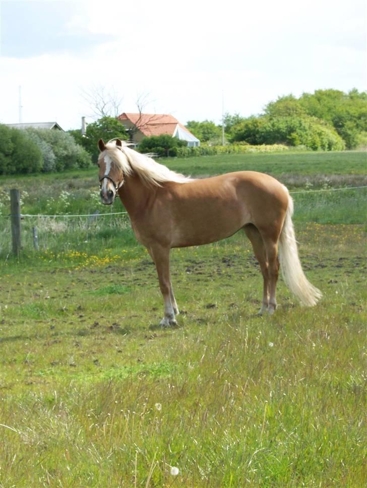 Haflinger KBK 4 Hemera solgt billede 3