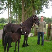 Fell pony Hannah van de Pannoaven