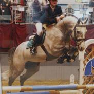 Dansk Varmblod Castaway