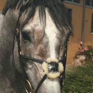 Dansk Varmblod Castaway