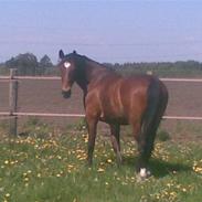 Dansk Varmblod Blue Atlantic