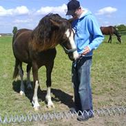 Welsh Cob (sec D) Nebles Too Much White