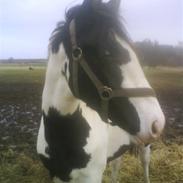 Pinto | Stald Almindes Guzzi