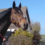 Dansk Varmblod Make My Day 