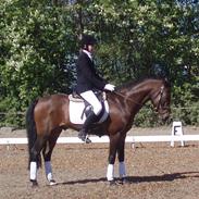 New Forest Hippus Cavalier (SOLGT)