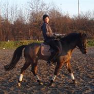 New Forest Hippus Cavalier (SOLGT)