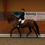 Tysk Varmblod Lambada B 002 R.I.P