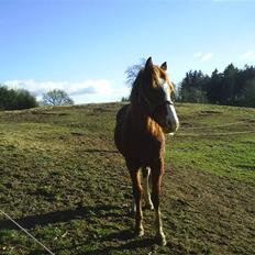 Anden særlig race Fairytale