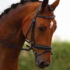 Dansk Varmblod Slandine-W RDH