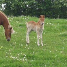 Islænder Bambi fra Troldhøjgaard