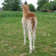 Islænder Bambi fra Troldhøjgaard