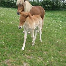 Islænder Bambi fra Troldhøjgaard